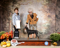 Manchester Terrier #5 Sat G4 Judge Sue Goldberg