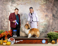 Shetland Sheepdog #23 Sat BOW Judge Del Richards