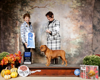 Staffordshire Bull Terrier #5 Sat G1 Judge Sue Goldberg
