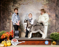 Alaskan Malamute #J6 Sat NovJr Judge Sue Goldberg