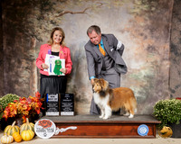 Shetland Sheepdog #17 Sat BOW Judge Janet Turnage Nahikian