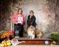 Shetland Sheepdog #35 Sat RWD Judge Janet Turnage Nahikian
