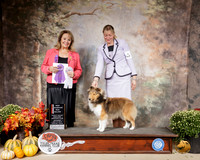 Shetland Sheepdog #36 Sat BOS Ch Judge Janet Turnage Nahikian