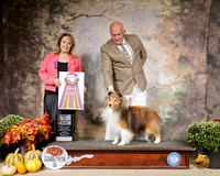 Shetland Sheepdog #7 Sat BISS Judge Janet Turnage Nahikian
