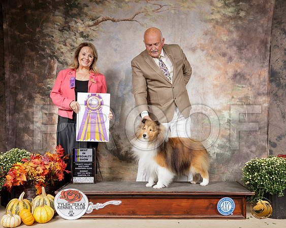 Shetland Sheepdog #7 Sat BISS Judge Janet Turnage Nahikian__SR_0652-Cntn2019-HR3
