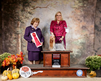 Yorkshire Terrier #15 Sat G2 Judge Donnell Richards