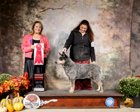 Australian Cattle Dog #7 Sat G2 Judge Janet Turnage Nahikian
