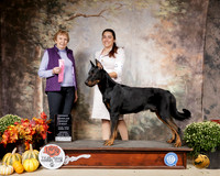 Beauceron #5 Sat OHG1 Judge Laurie Telfair