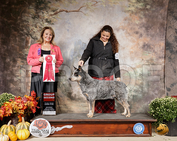 Australian Cattle Dog #7 Sat G2 Judge Janet Turnage Nahikian __SR_0737-Cntn2019-HR3