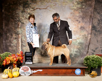 Chinese Shar Pei #8 Sat G4 Judge Sue Goldberg