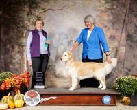Golden Retriever #20 Sat OHG3 Judge Laurie Telfair