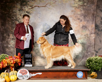 Golden Retriever #34 Sat G4 Sat Judge Del Richards