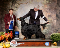 Gordon Setter #7 Sat G1 Judge Del Richards