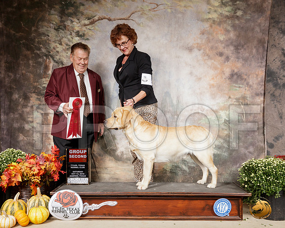 Labrador Retriever #5 Sat G2 Judge Del Richards__SR_0728-Cntn2019-HR3
