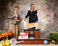 Pembroke Welsh Corgi #12 Sat Judge Pat Hastings