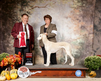 Saluki #14 Sat G2 Judge Del Richards