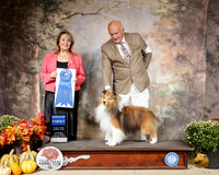 Shetland Sheepdog #7 Sat G1 Janet Turnage Nahikian