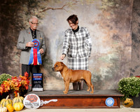 Staffordshire Bull Terrier #5 BRIS Judge Robert Frost
