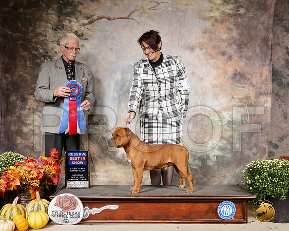Staffordshire Bull Terrier #5 BRIS Judge Robert Frost__SR_0754-Cntn2019-HR3