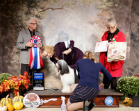 Tibetan Terrier #5 Sat BIS Judge Robert Frost
