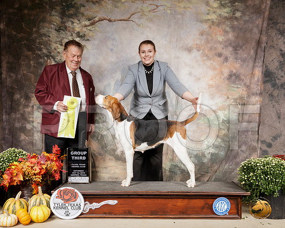 Treeing Walker Coonhound #6 Sun G3 Judge Del Richards__SR_0694-Cntn2019-HR3