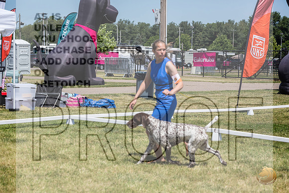 German Shorthaired Pointer Rings Wed_JJL_1864_Premier_2024_HR3