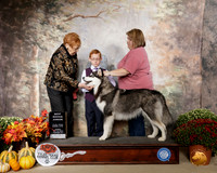 Alaskan Malamute #J6 Sun NovJr1 Judge Pat Hastings