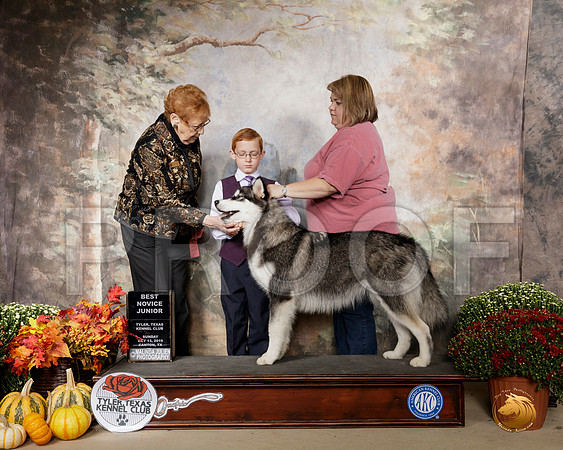 Alaskan Malamute #J6 Sun NovJr1 Judge Pat Hastings__SR_0794-Cntn2019-HR3