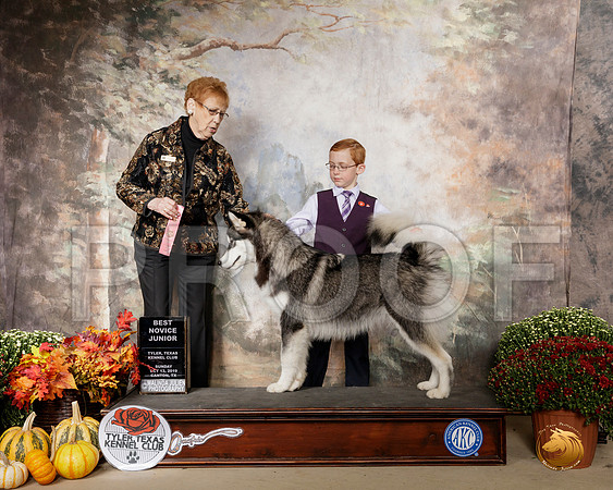 Alaskan Malamute #J6 Sun NovJr1 Judge Pat Hastings__SR_0797-Cntn2019-HR3