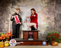 American Hairless Terrier #10 Sun G2 Judge Pat Hastings