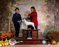 American Hairless Terrier #5 Sun Judge Sue Goldberg