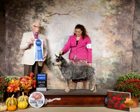 Australian Cattle Dog #7 Sun G1 Judge Robert Frost