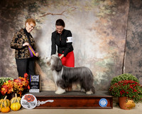 Bearded Collie #10 Sun BOB Judge Pat Hastings