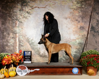 Belgian Malinois #8 Sun Maj BOW