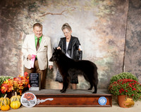 Belgian Sheepdog #10 Sun G1 Judge Del Richards