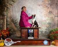 Boston Terrier #11 Sun