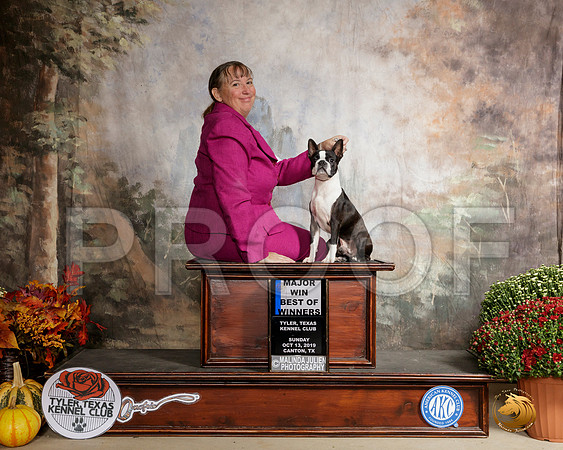 Boston Terrier #11 Sun __SR_0836-Cntn2019-HR3