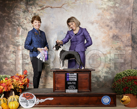 Boston Terrier #14 Sun WB Judge Sue Goldberg__SR_0778-Cntn2019-HR3
