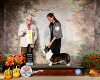 Cardigan Welsh Corgi #8 Sun G3 Judge Robert Frost