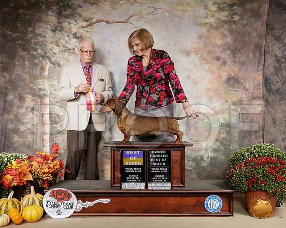 Dachshund Smooth #8 Sun BOB Judge Robert Frost__SR_0833-Cntn2019-HR3