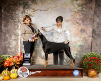 Doberman Pinscher #14 Sun BOB Judge Gena Box Young