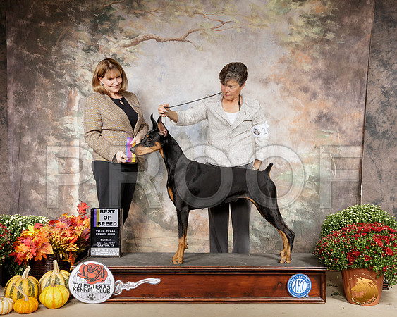 Doberman Pinscher #14 Sun BOB Judge Gena Box Young__SR_0911-Cntn2019-HR3