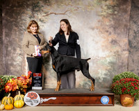 Doberman Pinscher #5 Sun BOS WD Judge Gena Box Young