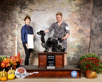 English Cocker #5 Sun G4 Judge Sue Goldberg