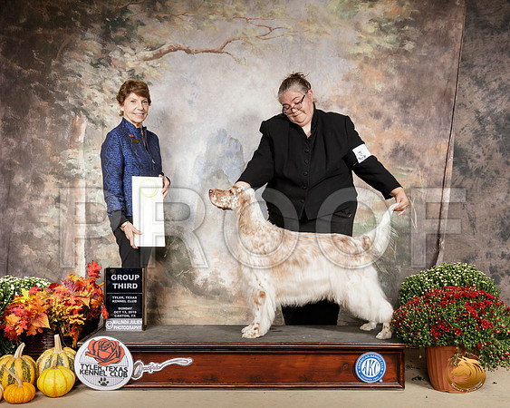English Setter #6 Sun G3 Judge Sue Goldberg__SR_0995-Cntn2019-HR3