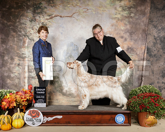 English Setter #6 Sun G3 Judge Sue Goldberg__SR_0997-Cntn2019-HR3
