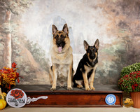 German Shepherd Doc Willow