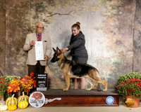 German Shepherd Dog #10 G4 Judge Robert Frost