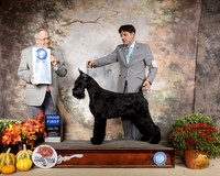 Giant Schnauzer #6 Sun G1 Judge Dr Donald Gill