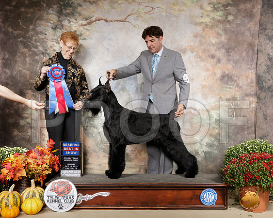 Giant Schnauzer #6 Sun RBIS Judge Pat Hastings__SR_1078-Cntn2019-HR3